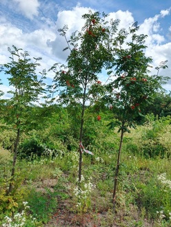 Рябина обыкновенная