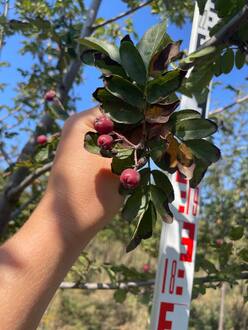 Рябина Гранатная (Granatnaya)