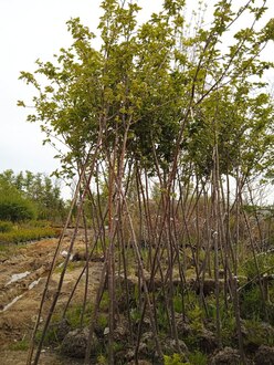 Рябина Гранатная (Granatnaya)