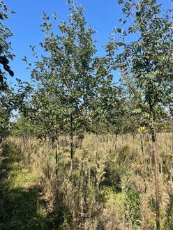 Рябина Гранатная (Granatnaya)