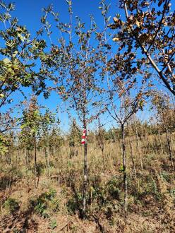 Рябина Гранатная (Granatnaya)