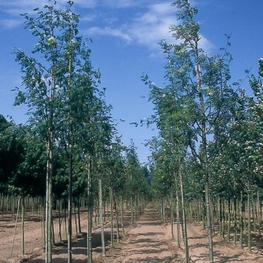 Рябина обыкновенная Веттра (Wettra)