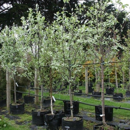 Рябина круглолистная Лютесценс (Lutescens)