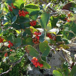 Рябина ольхолистная (Sorbus alnifolia)