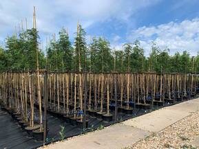 Рябина смешанная Додонг (Dodong)