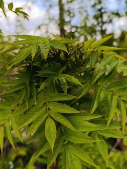 Рябина смешанная Додонг (Dodong)