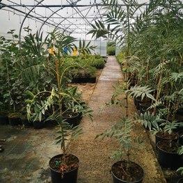 Рябина смешанная Додонг (Dodong)