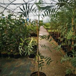 Рябина смешанная Додонг (Dodong)