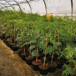 Рябина смешанная Додонг (Dodong)