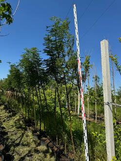 Рябина смешанная Додонг (Dodong)