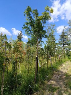 Рябина смешанная Додонг (Dodong)