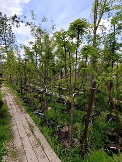 Рябина смешанная Додонг (Dodong)