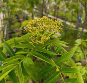 Рябина смешанная Додонг (Dodong)