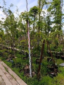 Рябина смешанная Додонг (Dodong)