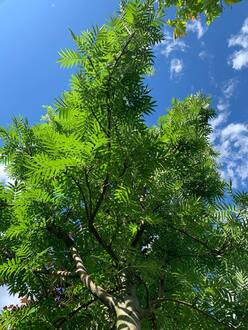 Рябина смешанная Додонг (Dodong)