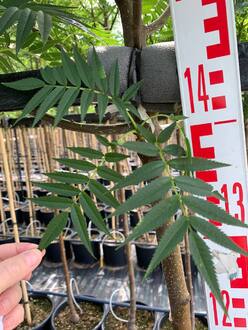 Рябина смешанная Додонг (Dodong)