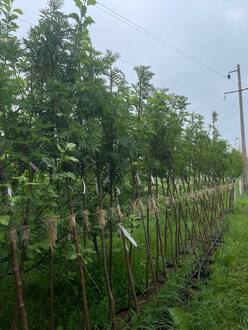 Рябина смешанная Додонг (Dodong)