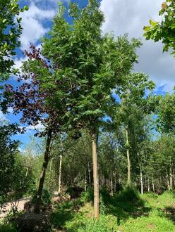 Рябина смешанная Додонг (Dodong)