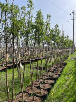 Рябина смешанная Додонг (Dodong)