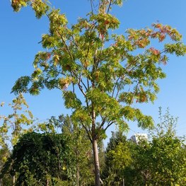 Рябина смешанная Додонг (Dodong)