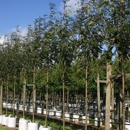 Рябина обыкновенная Россика Майор (Rossica Major)