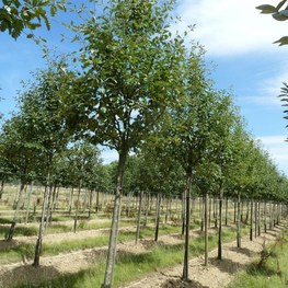 Рябина цельнолистная Сорбус интермедиа (Sorbus intermedia)