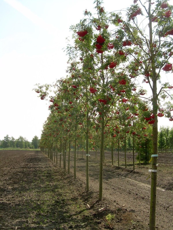 Рябина Мужо Сорбус мужо (Sorbus mougeotii)