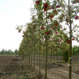 Рябина Мужо Сорбус мужо (Sorbus mougeotii)