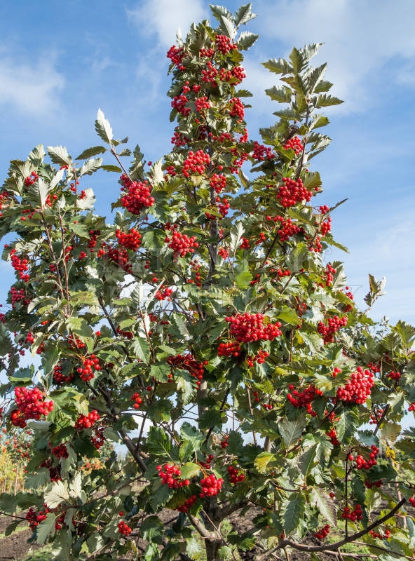 Рябина промежуточная Сорбус интермедиа (Sorbus intermedia)