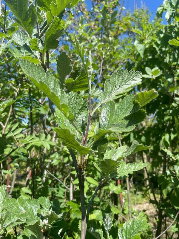 Рябина промежуточная Сорбус интермедиа (Sorbus intermedia)