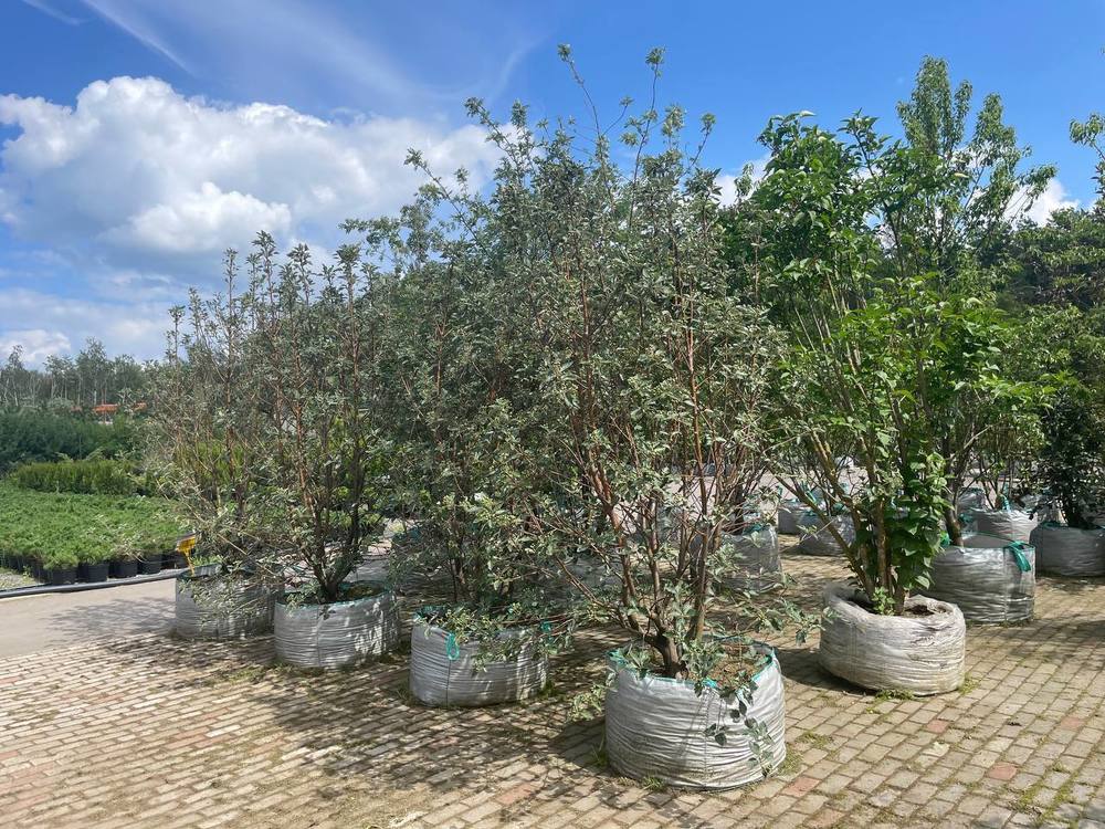 Рябина промежуточная Сорбус интермедиа (Sorbus intermedia)