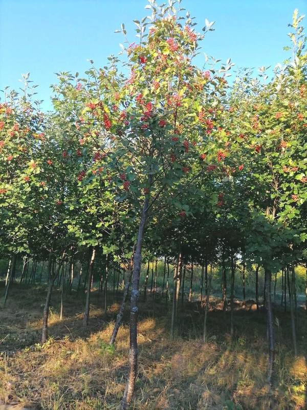 Рябина промежуточная Сорбус интермедиа (Sorbus intermedia)