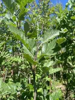 Рябина промежуточная Сорбус интермедиа (Sorbus intermedia)