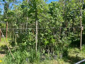 Рябина промежуточная Сорбус интермедиа (Sorbus intermedia)