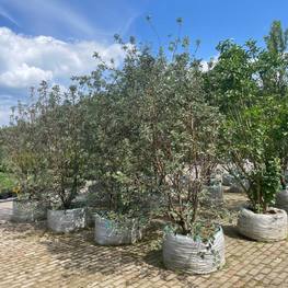 Рябина промежуточная Сорбус интермедиа (Sorbus intermedia)