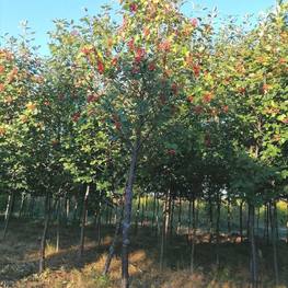 Рябина промежуточная Сорбус интермедиа (Sorbus intermedia)