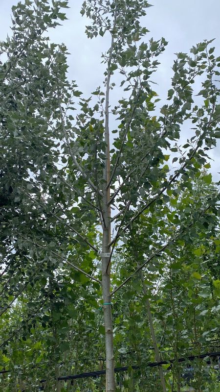 Тополь белый Нивея (Nivea)