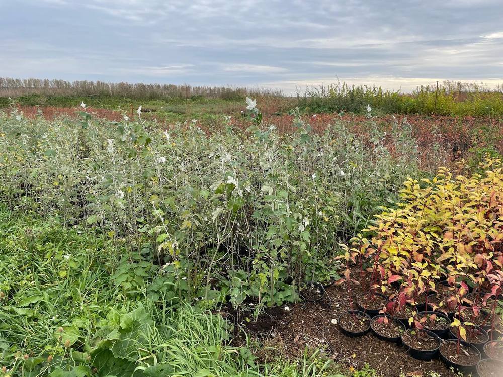 Тополь белый Нивея (Nivea)