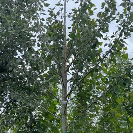 Тополь белый Нивея (Nivea)