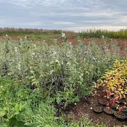 Тополь белый Нивея (Nivea)