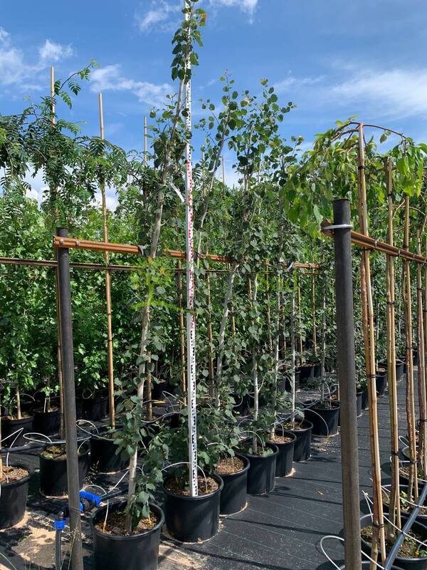 Тополь дрожащий Эректа (Erecta)