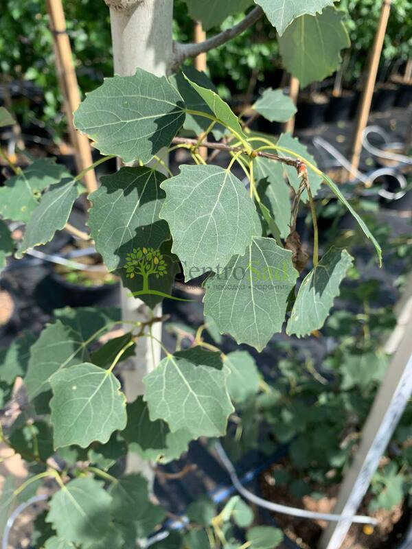 Тополь дрожащий Эректа (Erecta)