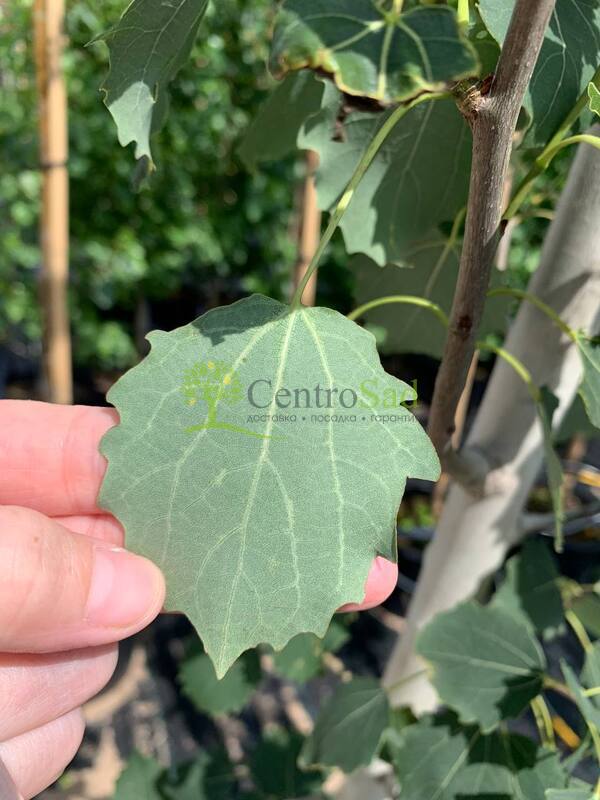 Тополь дрожащий Эректа (Erecta)