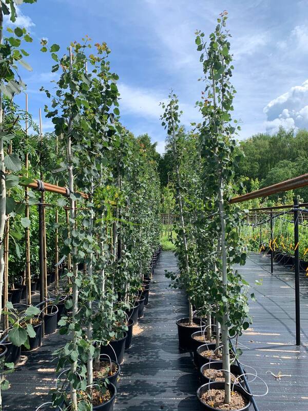 Тополь дрожащий Эректа (Erecta)