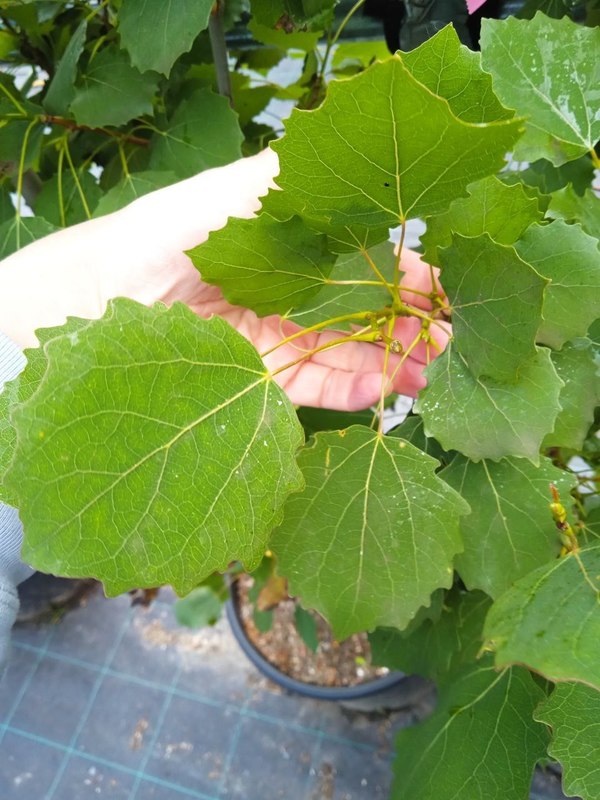 Тополь дрожащий Эректа (Erecta)