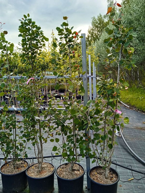 Тополь дрожащий Эректа (Erecta)