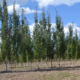 Тополь дрожащий Эректа (Erecta)
