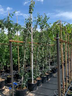 Тополь дрожащий Эректа (Erecta)