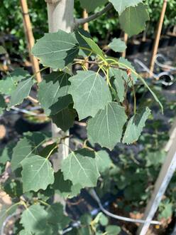 Тополь дрожащий Эректа (Erecta)