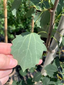 Тополь дрожащий Эректа (Erecta)